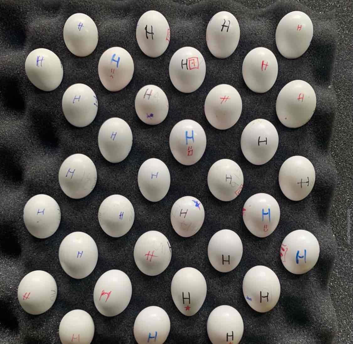 Fertile parrots eggs and parrots for sale