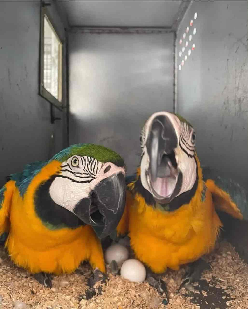 Fertile parrots eggs and parrots for sale