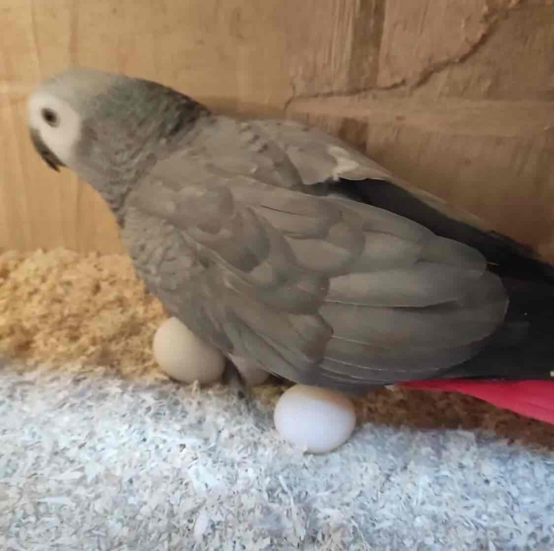 Fertile parrots eggs and parrots for sale