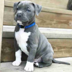Black pitbull puppy