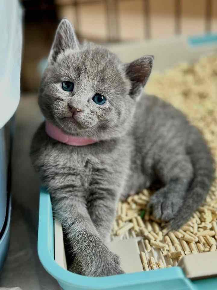 Munchkin kittens