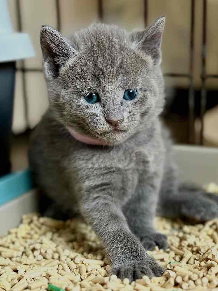 Munchkin kittens