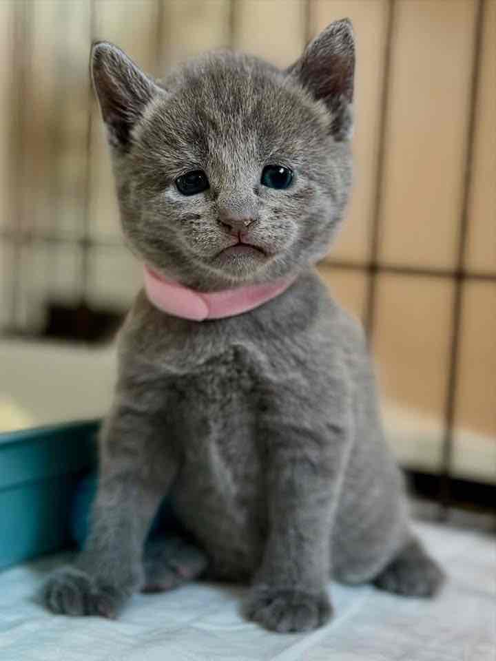 Munchkin kittens
