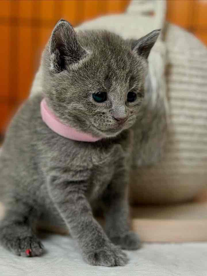 Munchkin kittens