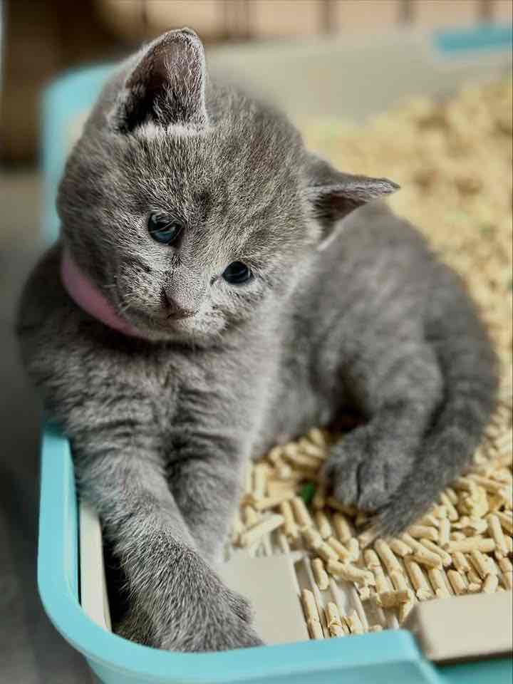Munchkin kittens
