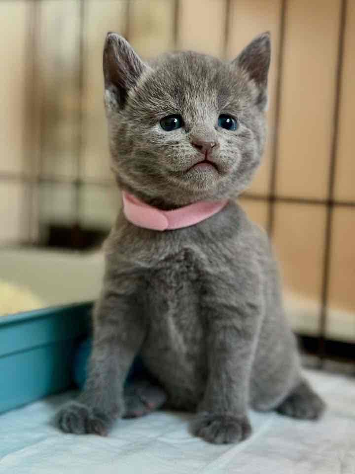 Munchkin kittens