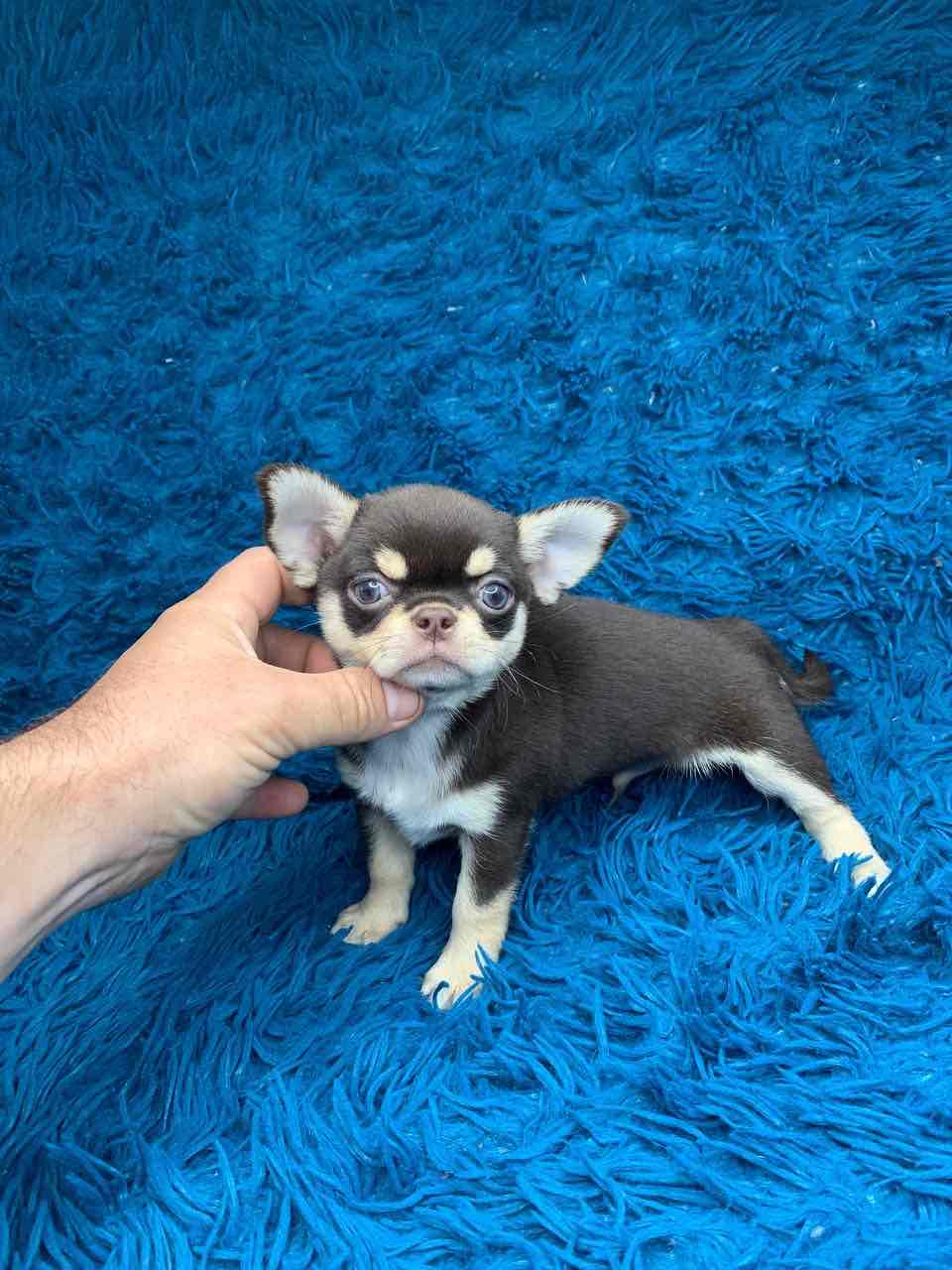 Shokodno - tan male Chihuahua!!!