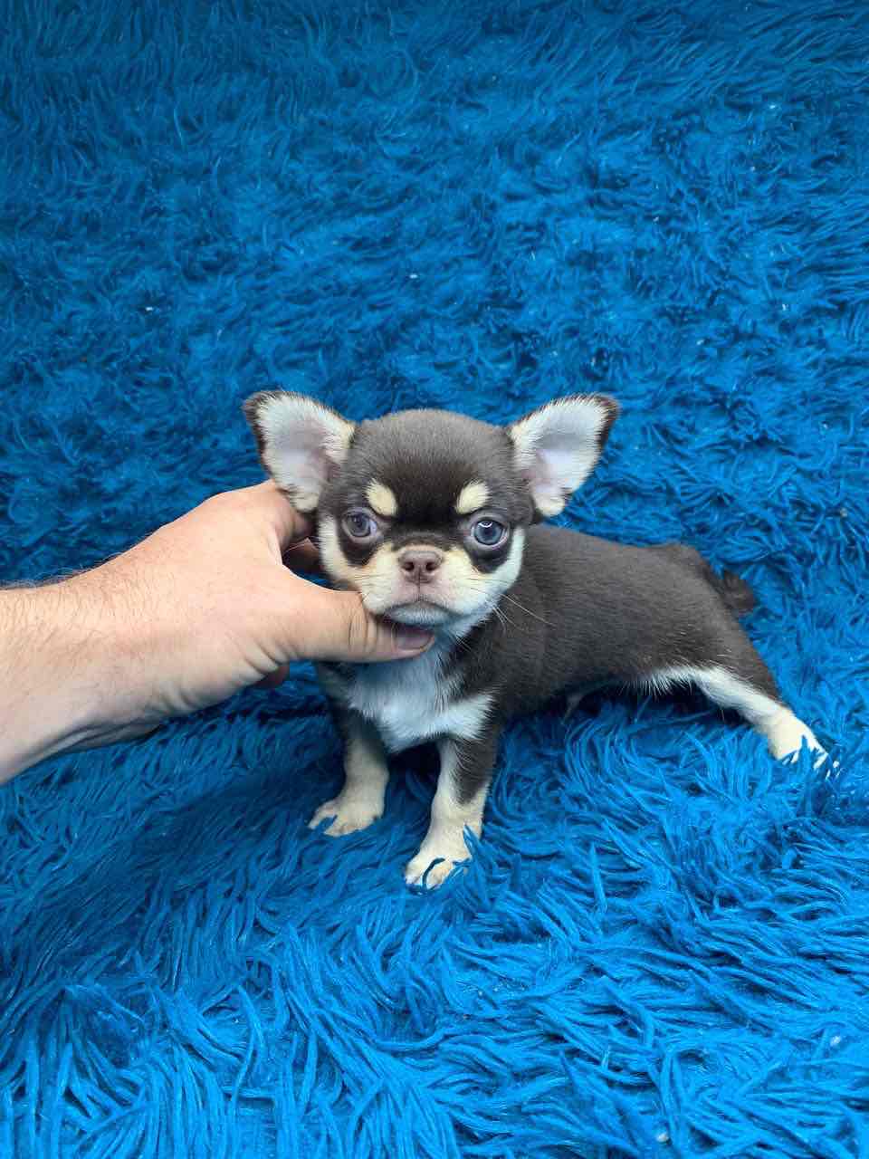 Shokodno - tan male Chihuahua!!!
