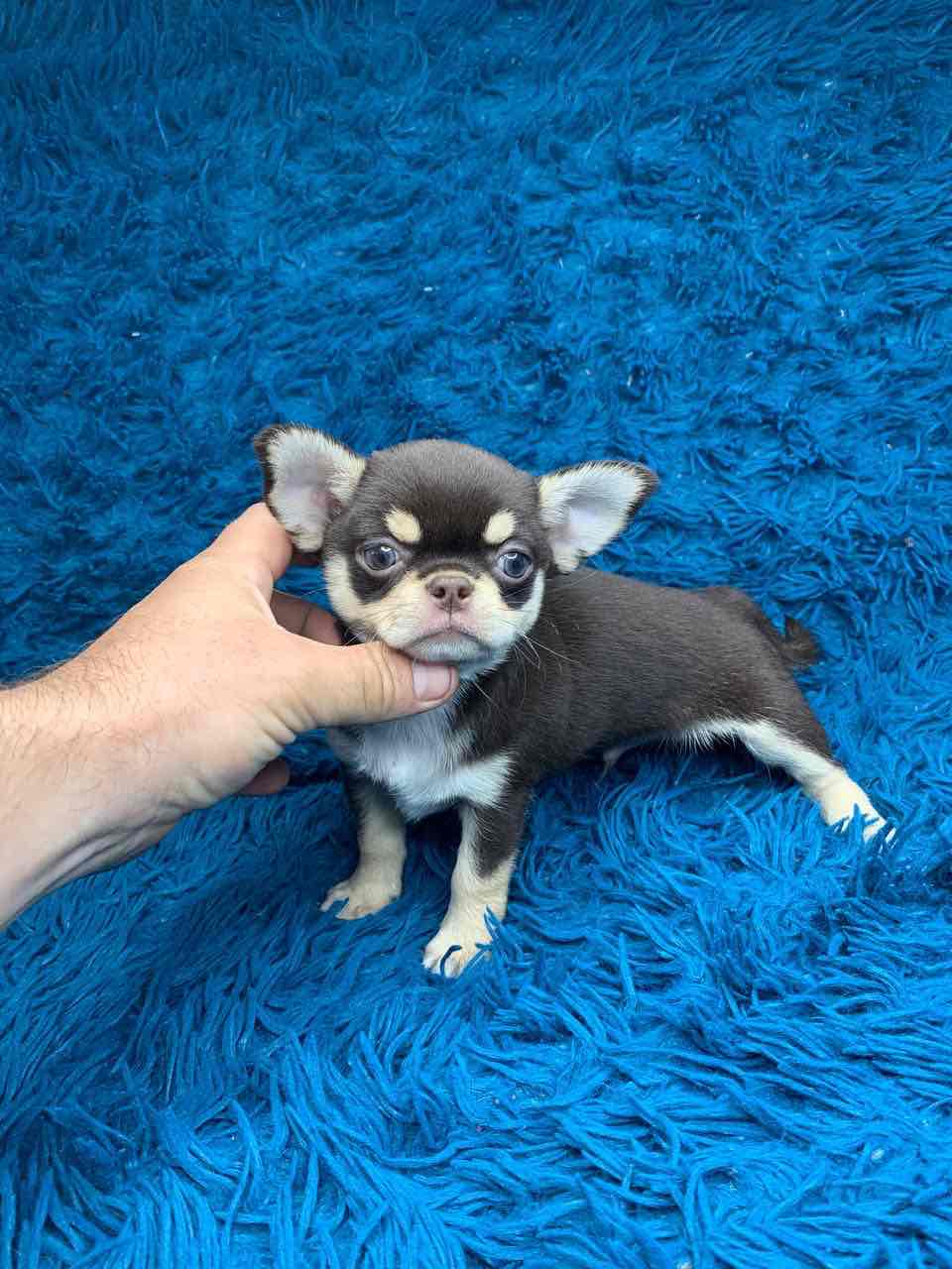 Shokodno - tan male Chihuahua!!!