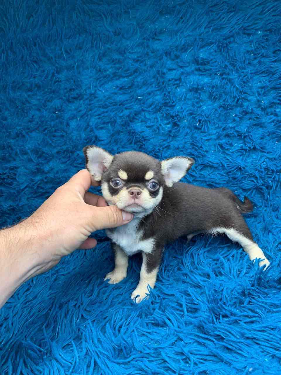 Shokodno - tan male Chihuahua!!!