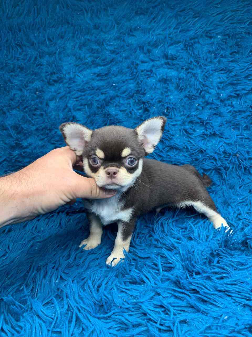 Shokodno - tan male Chihuahua!!!