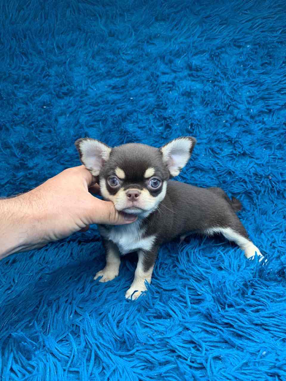 Shokodno - tan male Chihuahua!!!