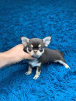 Shokodno - tan male Chihuahua!!!