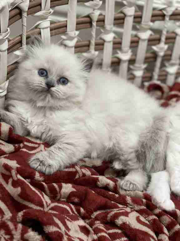 READY TO GO! Pure Ragdoll kittens ready to leave
