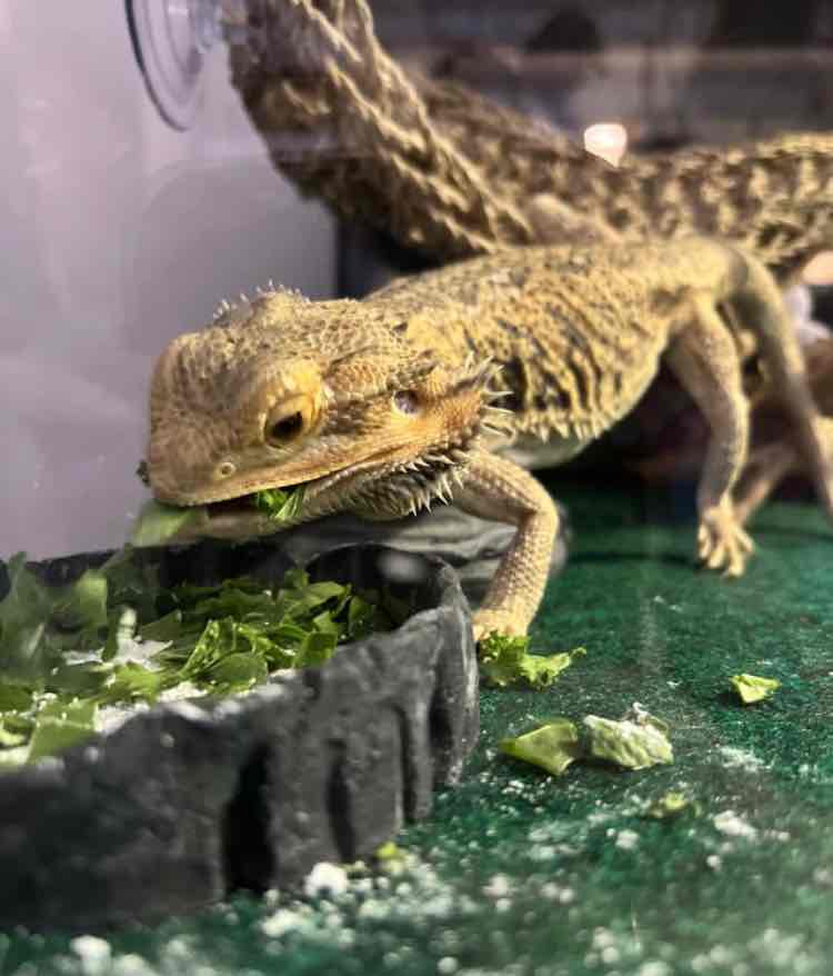 Bearded Dragon