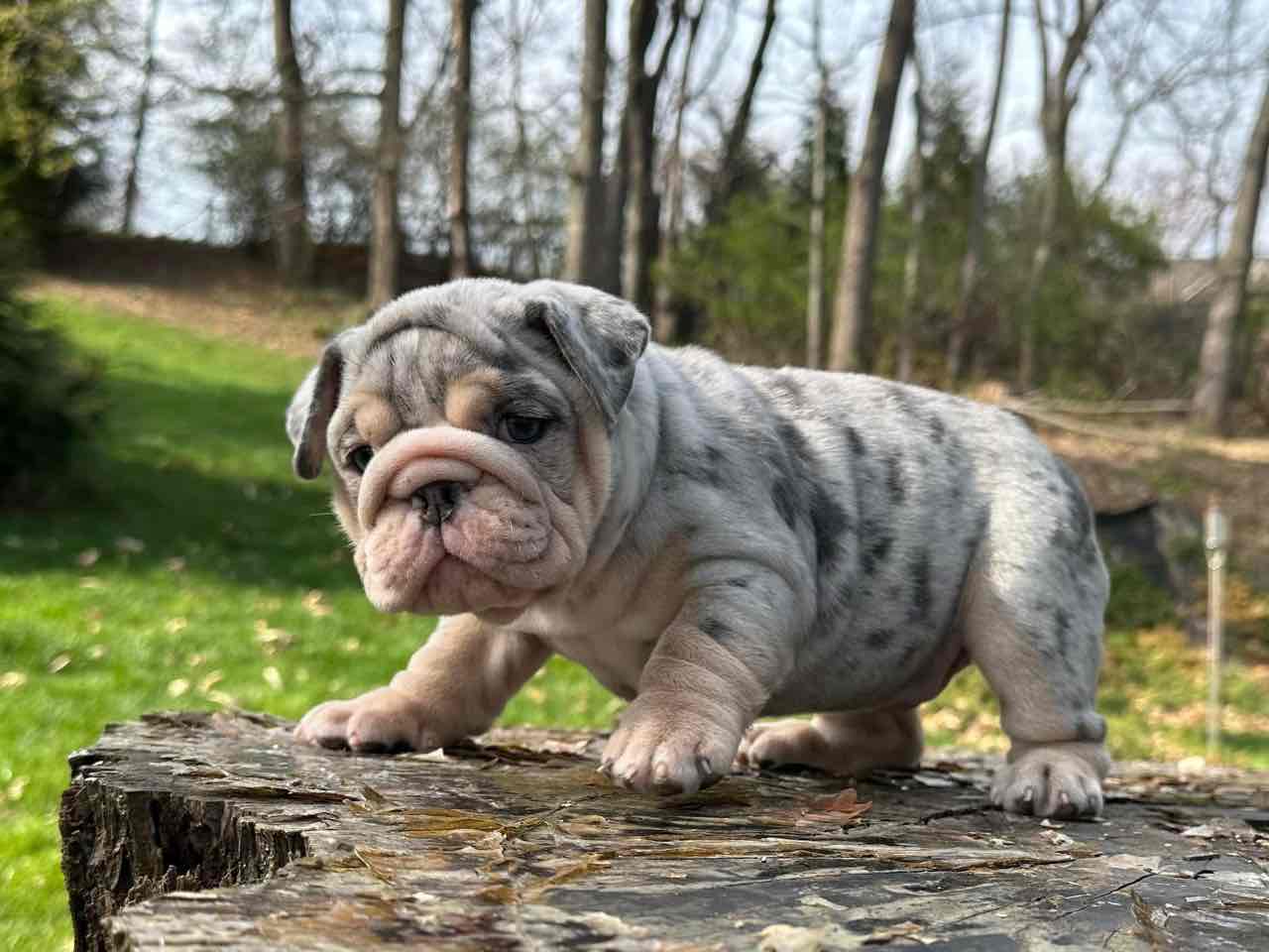 🏡🐾 Adorable English Bulldog puppies ready to join loving families! 💕 Vet-checked, healthy, and full of cuddles. Message me for more info! 🐶❤️