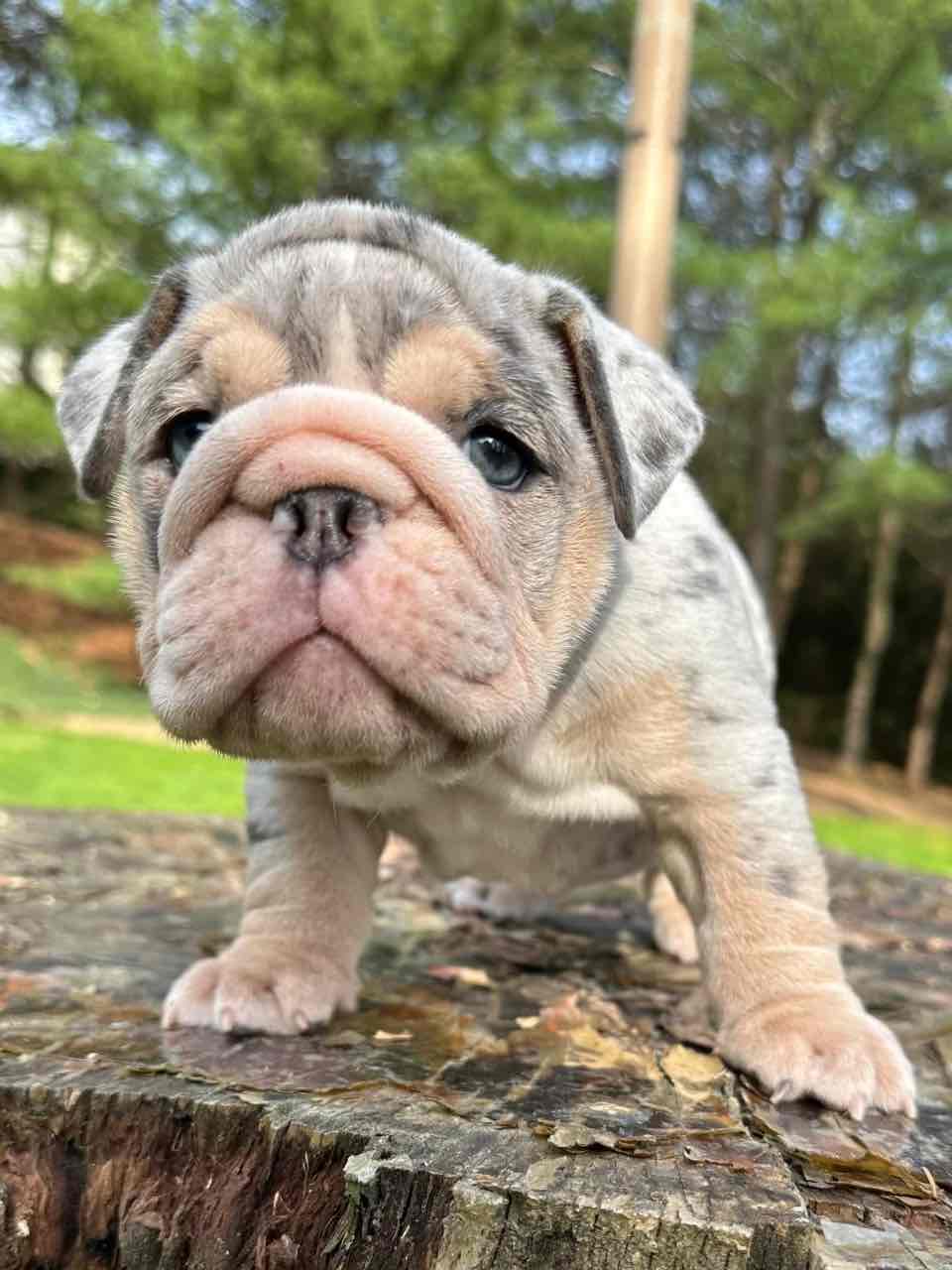🏡🐾 Adorable English Bulldog puppies ready to join loving families! 💕 Vet-checked, healthy, and full of cuddles. Message me for more info! 🐶❤️