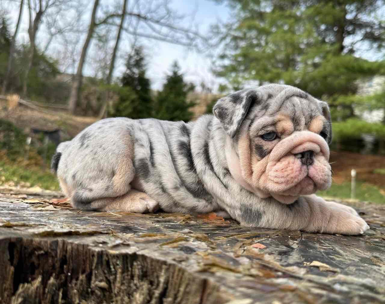 🏡🐾 Adorable English Bulldog puppies ready to join loving families! 💕 Vet-checked, healthy, and full of cuddles. Message me for more info! 🐶❤️
