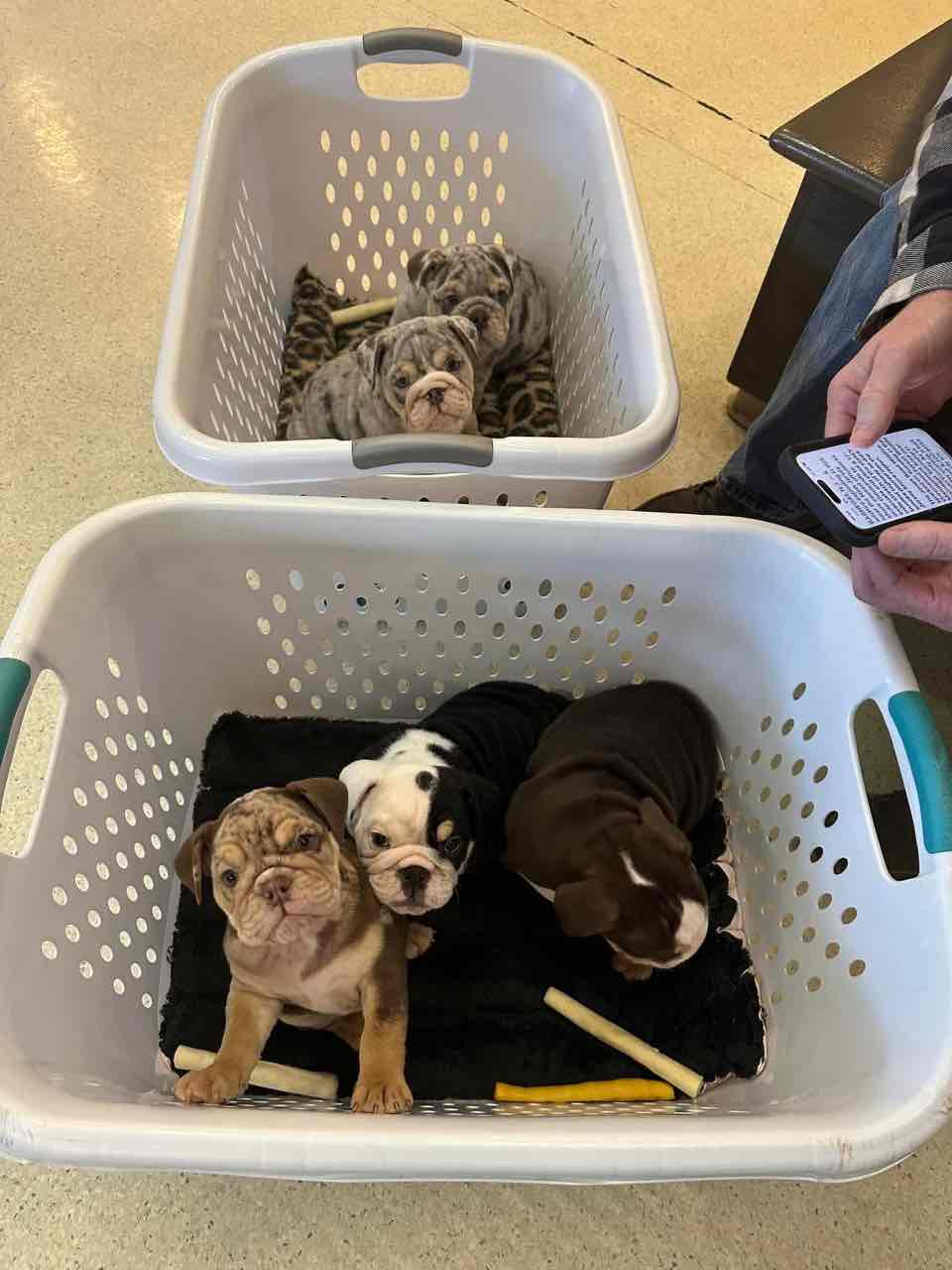 🏡🐾 Adorable English Bulldog puppies ready to join loving families! 💕 Vet-checked, healthy, and full of cuddles. Message me for more info! 🐶❤️