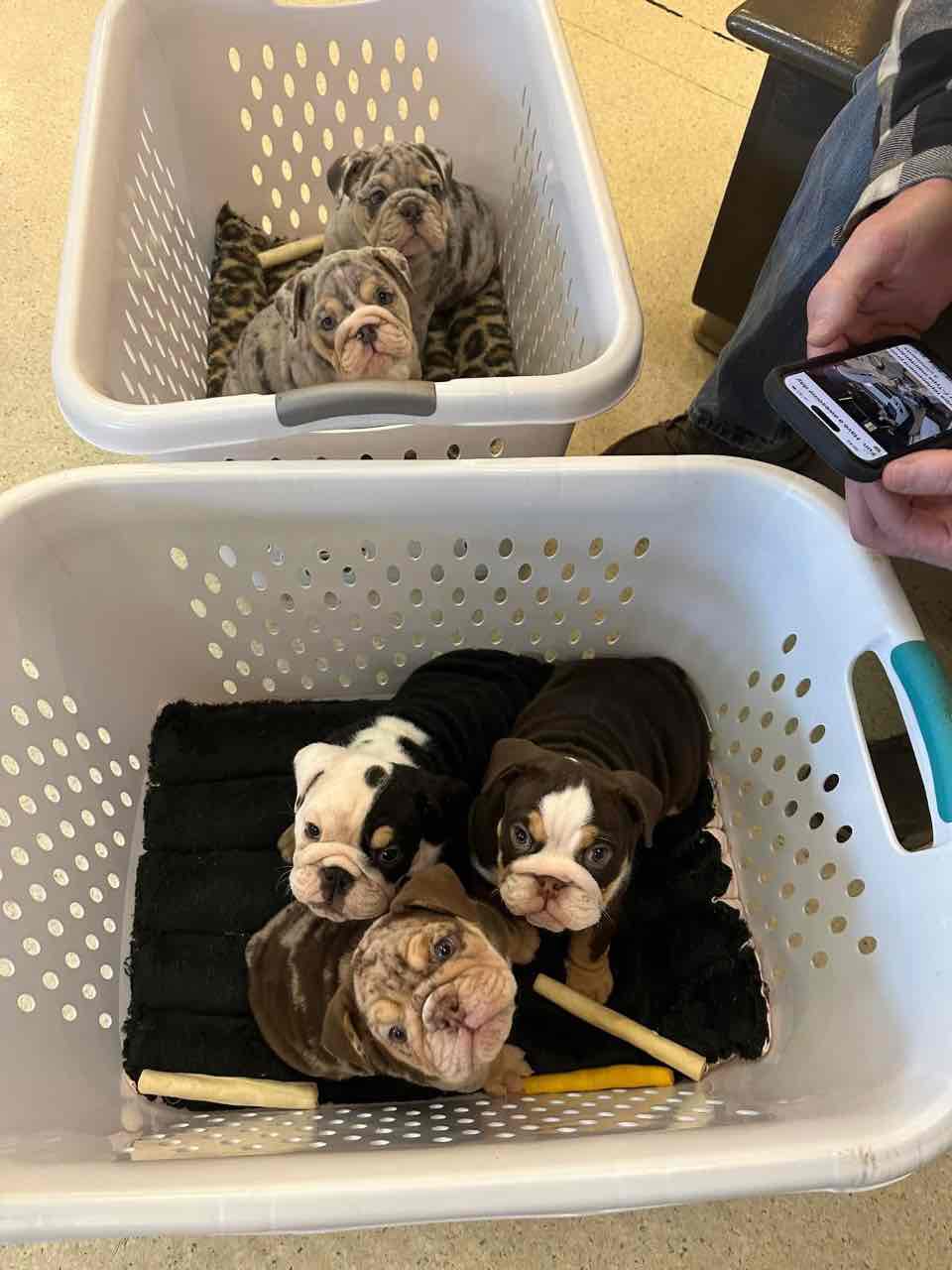 🏡🐾 Adorable English Bulldog puppies ready to join loving families! 💕 Vet-checked, healthy, and full of cuddles. Message me for more info! 🐶❤️