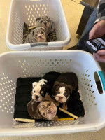 🏡🐾 Adorable English Bulldog puppies ready to join loving families! 💕 Vet-checked, healthy, and full of cuddles. Message me for more info! 🐶❤️