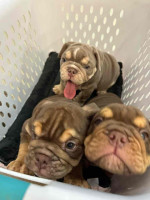 🏡🐾 Adorable English Bulldog puppies ready to join loving families! 💕 Vet-checked, healthy, and full of cuddles. Message me for more info! 🐶❤️