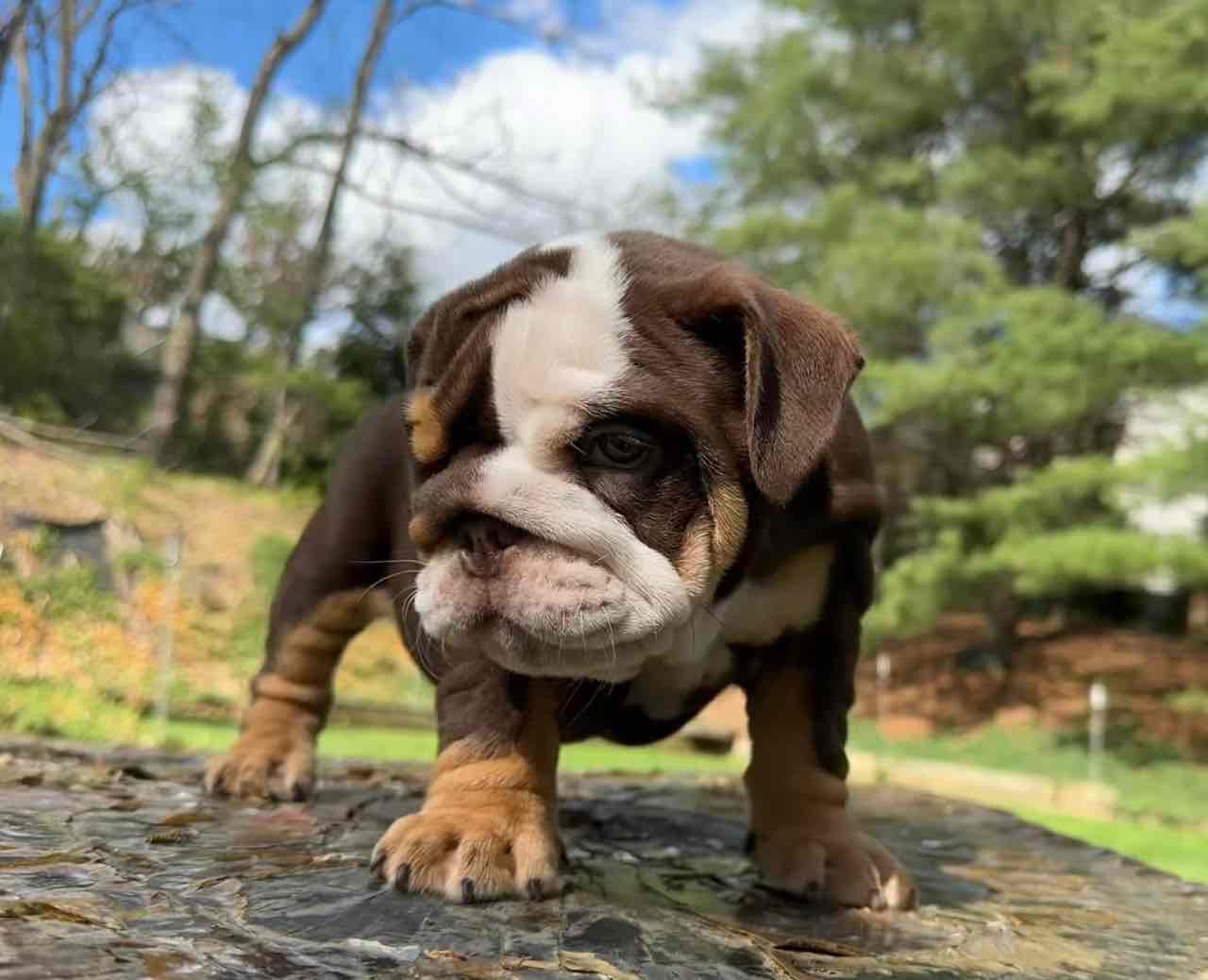 🏡🐾 Adorable English Bulldog puppies ready to join loving families! 💕 Vet-checked, healthy, and full of cuddles. Message me for more info! 🐶❤️