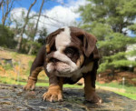 🏡🐾 Adorable English Bulldog puppies ready to join loving families! 💕 Vet-checked, healthy, and full of cuddles. Message me for more info! 🐶❤️