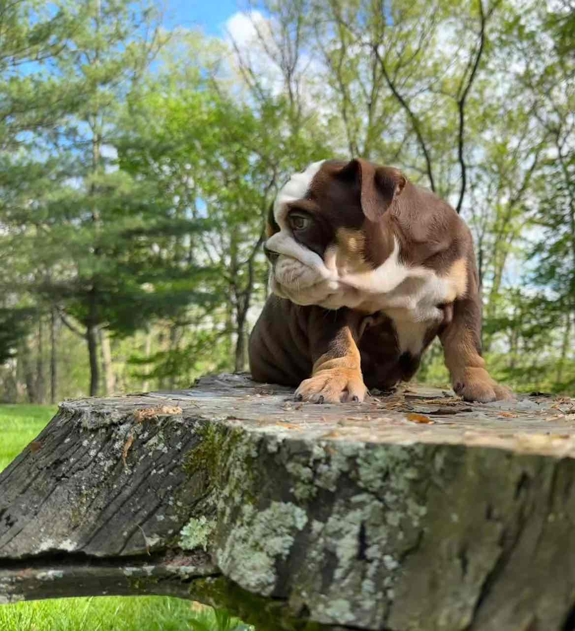🏡🐾 Adorable English Bulldog puppies ready to join loving families! 💕 Vet-checked, healthy, and full of cuddles. Message me for more info! 🐶❤️