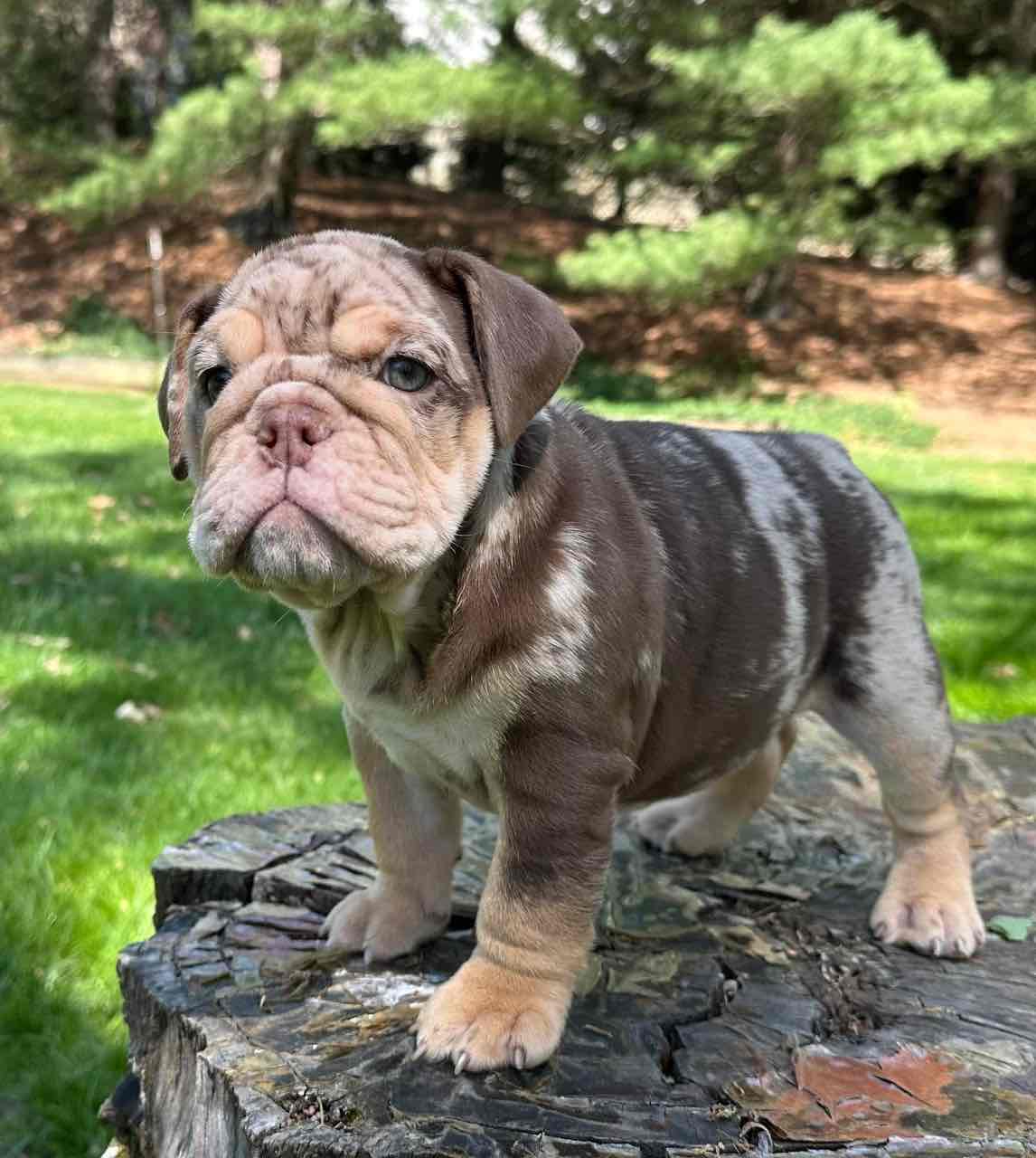 🏡🐾 Adorable English Bulldog puppies ready to join loving families! 💕 Vet-checked, healthy, and full of cuddles. Message me for more info! 🐶❤️