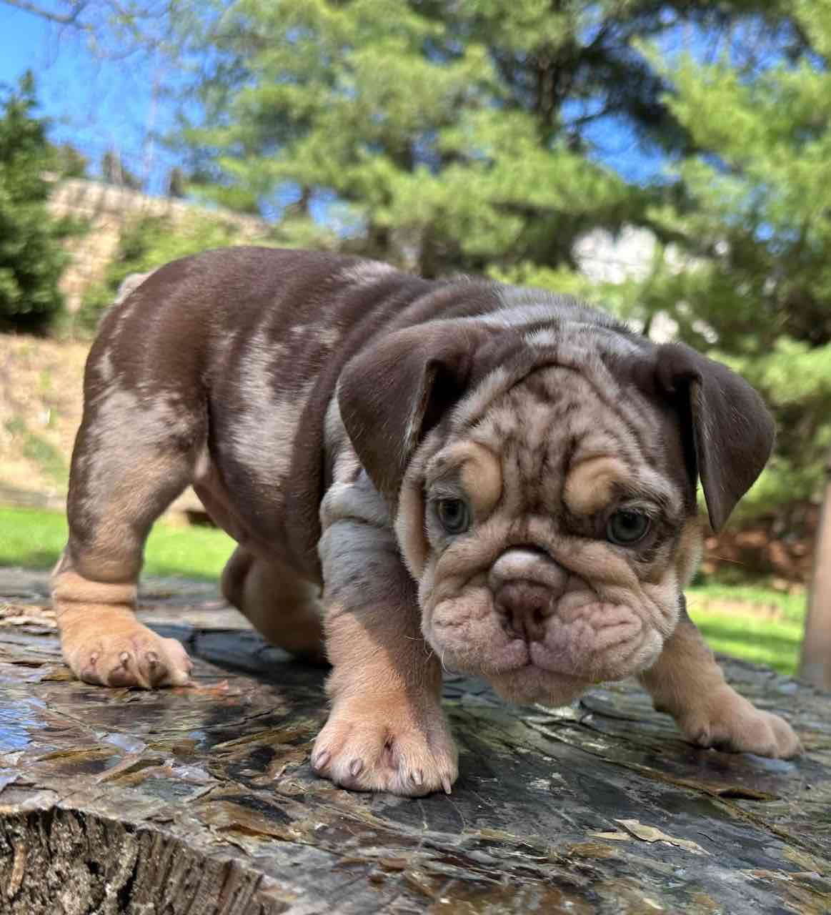 🏡🐾 Adorable English Bulldog puppies ready to join loving families! 💕 Vet-checked, healthy, and full of cuddles. Message me for more info! 🐶❤️