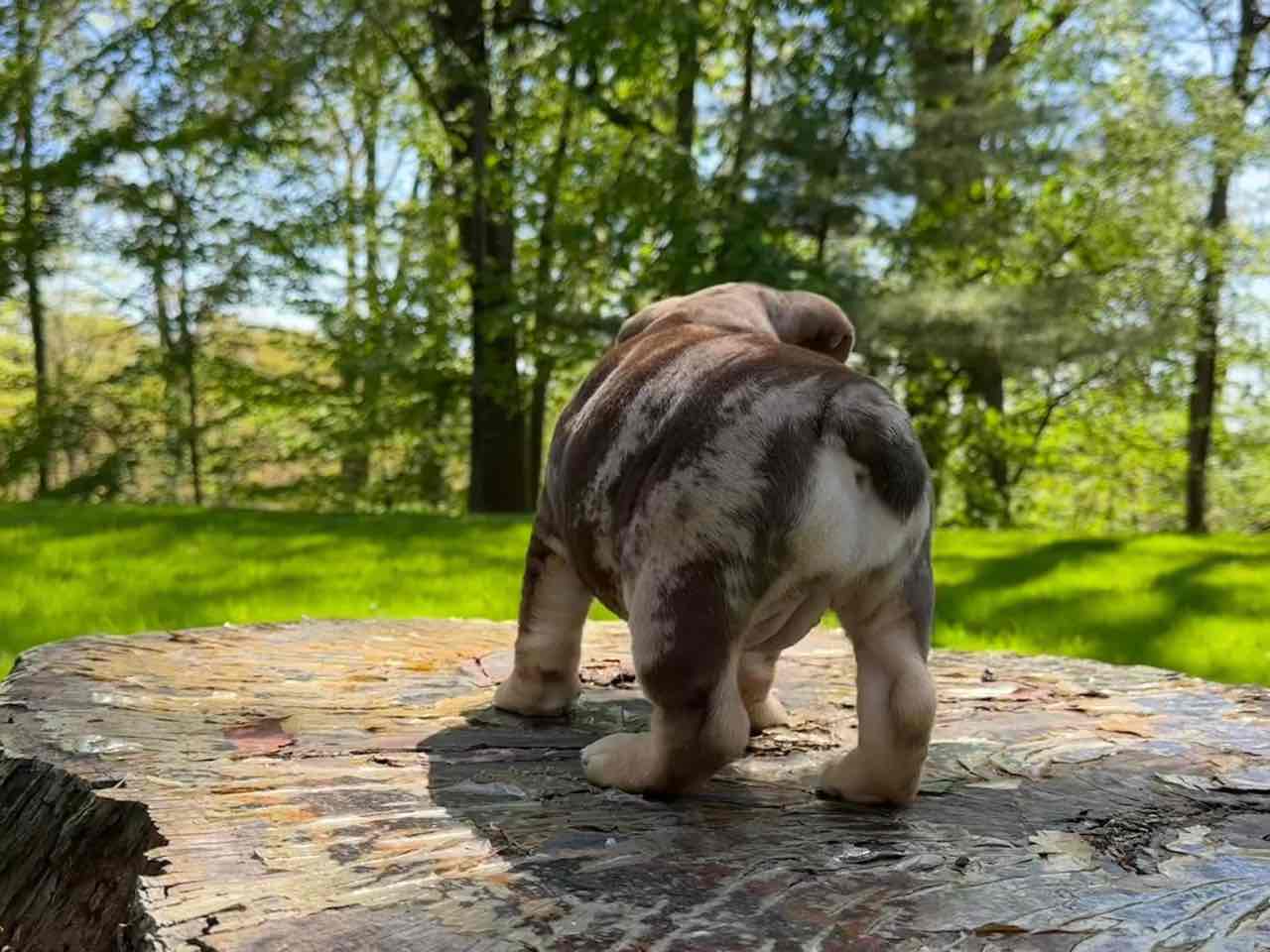 🏡🐾 Adorable English Bulldog puppies ready to join loving families! 💕 Vet-checked, healthy, and full of cuddles. Message me for more info! 🐶❤️