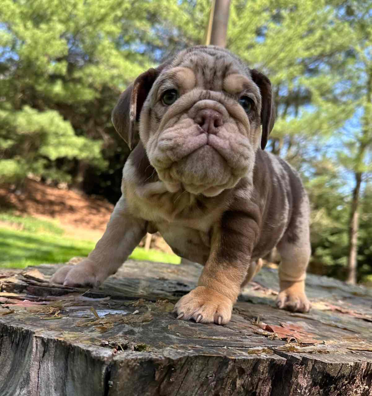 🏡🐾 Adorable English Bulldog puppies ready to join loving families! 💕 Vet-checked, healthy, and full of cuddles. Message me for more info! 🐶❤️