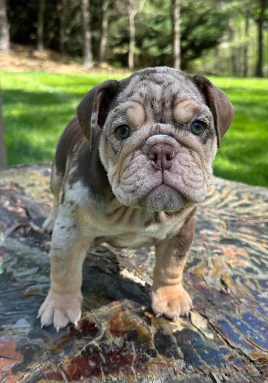 🏡🐾 Adorable English Bulldog puppies ready to join loving families! 💕 Vet-checked, healthy, and full of cuddles. Message me for more info! 🐶❤️