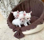 Chihuahua puppies for adoption