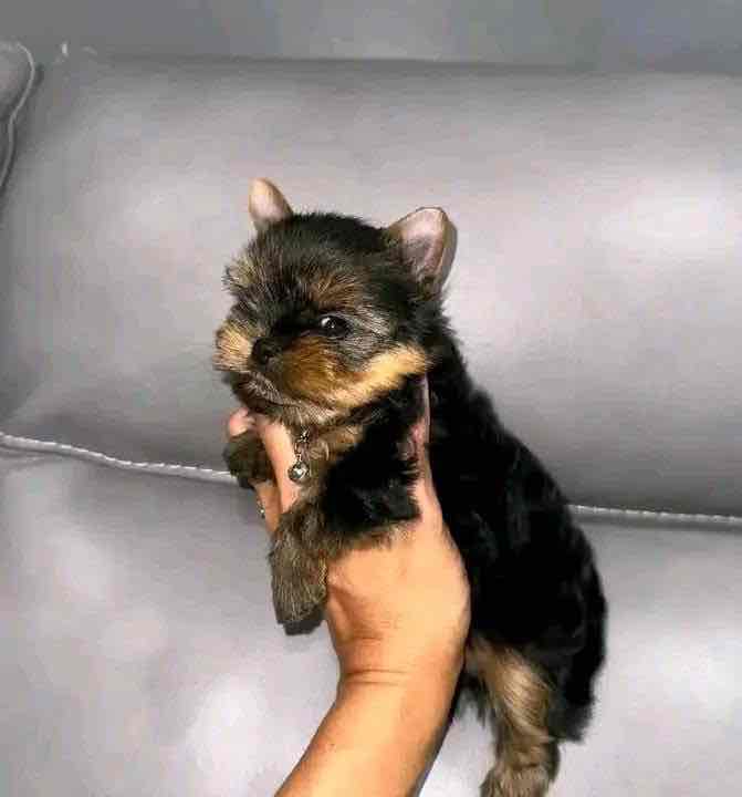 “Heaven-sent, paw-approved! 🐾 These lovely pups 🐶 are ready to bring joy 🏡 and love 💕 into your home 🏠. Don’t miss out on a perfect match! 🐾”
