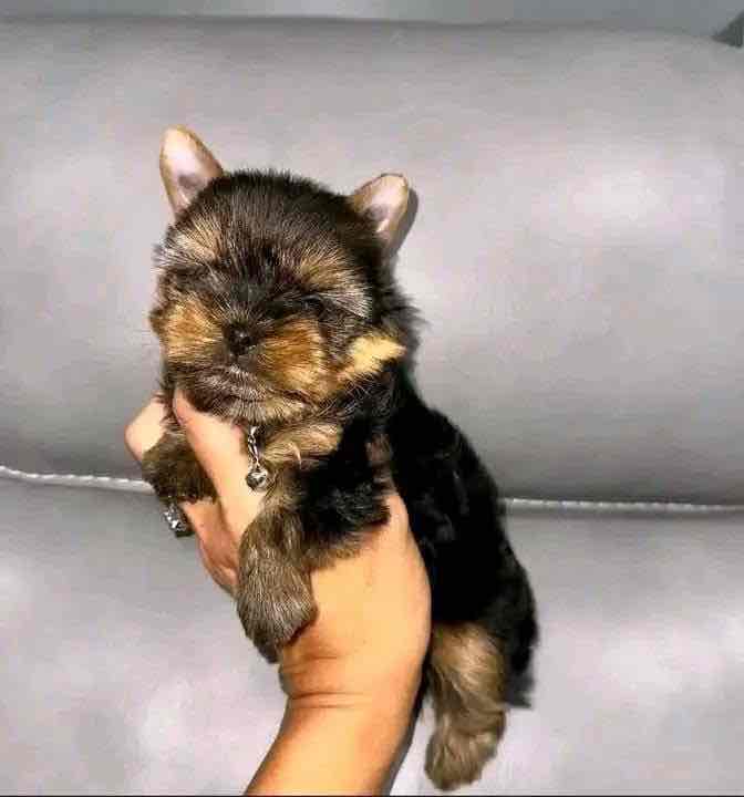 “Heaven-sent, paw-approved! 🐾 These lovely pups 🐶 are ready to bring joy 🏡 and love 💕 into your home 🏠. Don’t miss out on a perfect match! 🐾”