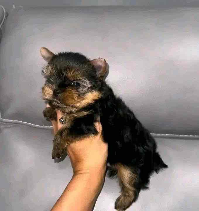 “Heaven-sent, paw-approved! 🐾 These lovely pups 🐶 are ready to bring joy 🏡 and love 💕 into your home 🏠. Don’t miss out on a perfect match! 🐾”