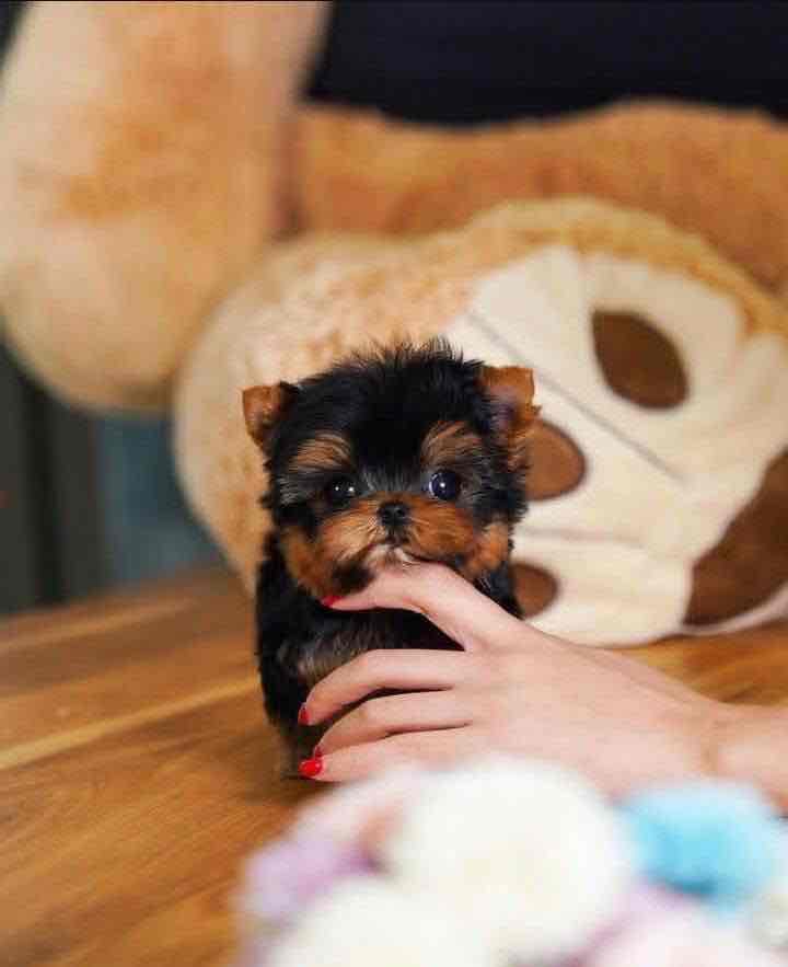 “Heaven-sent, paw-approved! 🐾 These lovely pups 🐶 are ready to bring joy 🏡 and love 💕 into your home 🏠. Don’t miss out on a perfect match! 🐾”