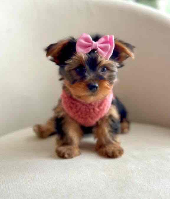 Tiny paws, big hearts! 🐾💖 These adorable Yorkie babies 🐶 are ready to fill your home 🏡 with cuddles, kisses, and endless joy. A perfect little blessing for any loving family! 🏠🐾