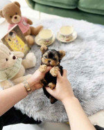 Tiny paws, big hearts! 🐾💖 These adorable Yorkie babies 🐶 are ready to fill your home 🏡 with cuddles, kisses, and endless joy. A perfect little blessing for any loving family! 🏠🐾”