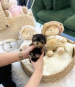 Tiny paws, big hearts! 🐾💖 These adorable Yorkie babies 🐶 are ready to fill your home 🏡 with cuddles, kisses, and endless joy. A perfect little blessing for any loving family! 🏠🐾”