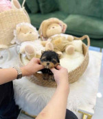 Tiny paws, big hearts! 🐾💖 These adorable Yorkie babies 🐶 are ready to fill your home 🏡 with cuddles, kisses, and endless joy. A perfect little blessing for any loving family! 🏠🐾”