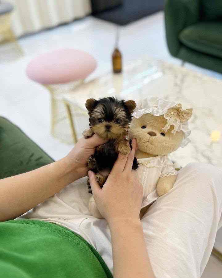 Tiny paws, big hearts! 🐾💖 These adorable Yorkie babies 🐶 are ready to fill your home 🏡 with cuddles, kisses, and endless joy. A perfect little blessing for any loving family! 🏠🐾”