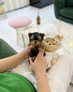 Tiny paws, big hearts! 🐾💖 These adorable Yorkie babies 🐶 are ready to fill your home 🏡 with cuddles, kisses, and endless joy. A perfect little blessing for any loving family! 🏠🐾”
