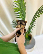 Tiny paws, big hearts! 🐾💖 These adorable Yorkie babies 🐶 are ready to fill your home 🏡 with cuddles, kisses, and endless joy. A perfect little blessing for any loving family! 🏠🐾”