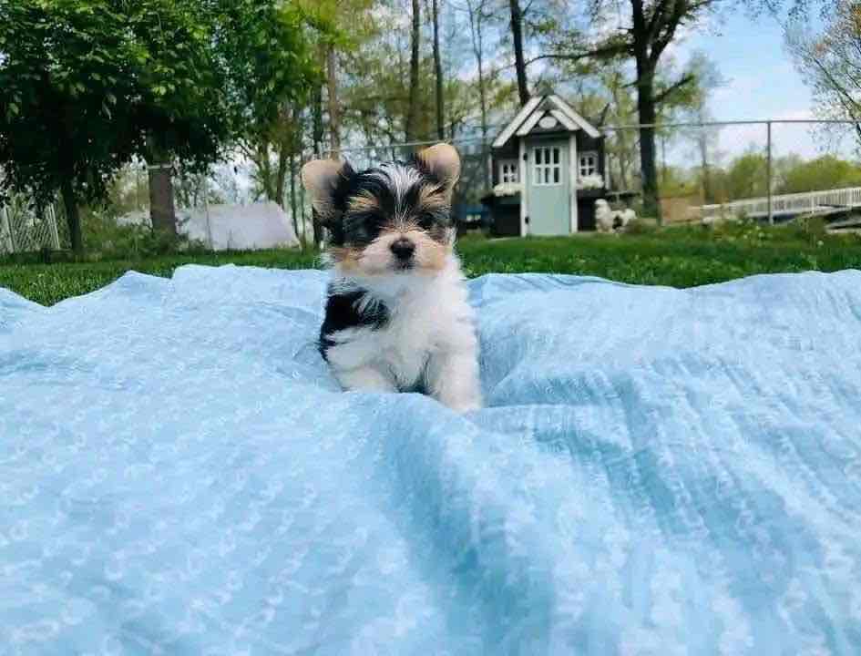 Tiny paws, big hearts! 🐾💖 These adorable Yorkie babies 🐶 are ready to fill your home 🏡 with cuddles, kisses, and endless joy. A perfect little blessing for any loving family! 🏠🐾”
