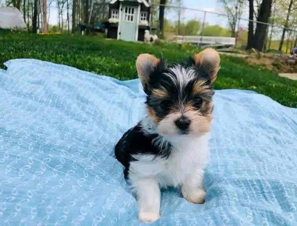 Tiny paws, big hearts! 🐾💖 These adorable Yorkie babies 🐶 are ready to fill your home 🏡 with cuddles, kisses, and endless joy. A perfect little blessing for any loving family! 🏠🐾”