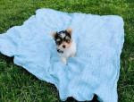 Tiny paws, big hearts! 🐾💖 These adorable Yorkie babies 🐶 are ready to fill your home 🏡 with cuddles, kisses, and endless joy. A perfect little blessing for any loving family! 🏠🐾”