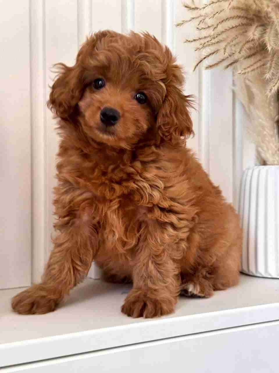3 beautiful Maltipoo puppies.